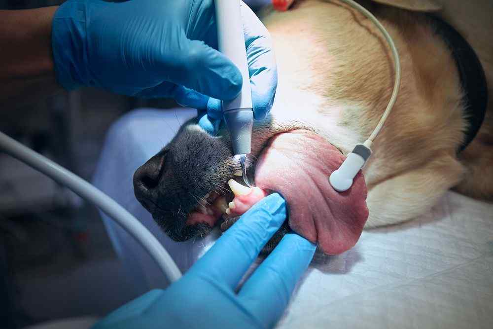 Veteriner, bir köpeğin dişlerini dental aletle muayene ediyor