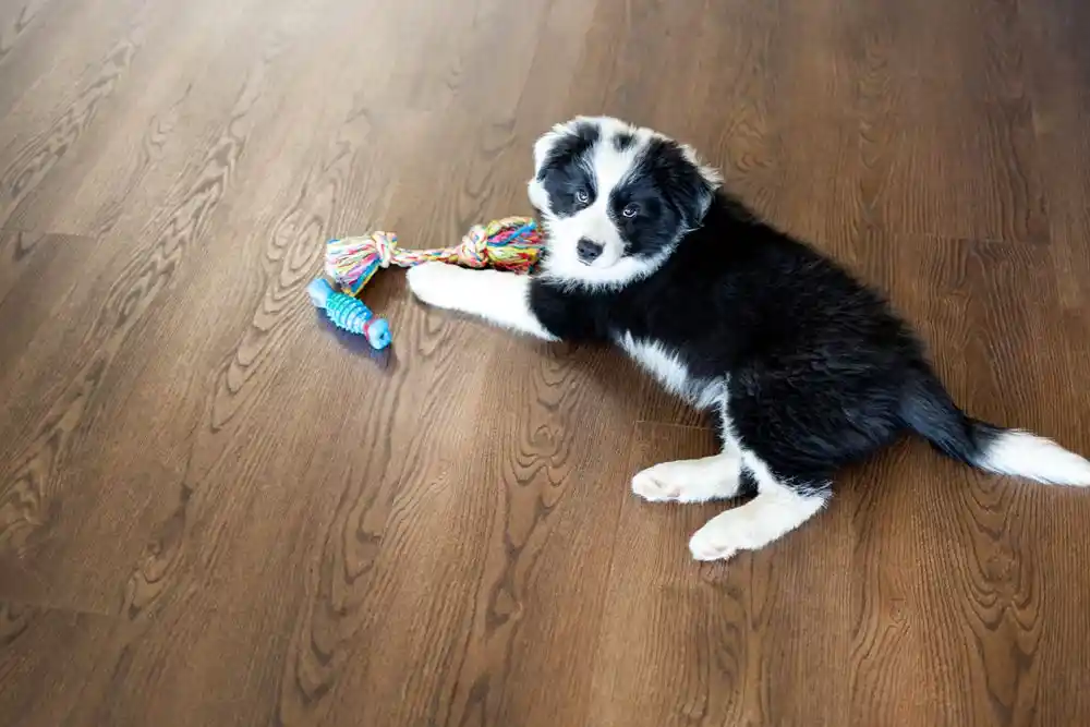 blog (146) Siyah beyaz bir yavru köpek, ahşap zeminde renkli ip oyuncağının yanında uzanıyor