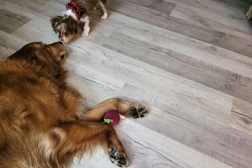 Ahşap zeminde yatan büyük golden retriever’ın yanında duran iki küçük köpek