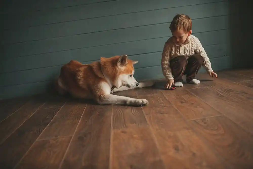 Ahşap zeminde bir çocuk, uzanmış kızıl-beyaz bir köpeğin yanında yerdeki oyuncağa dokunuyor