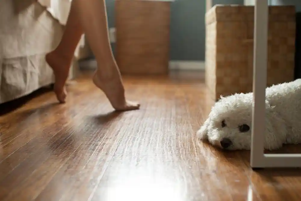 Yerde uzanan beyaz bir yavru köpeğe doğru yürüyen çıplak ayaklı küçük bir çocuk